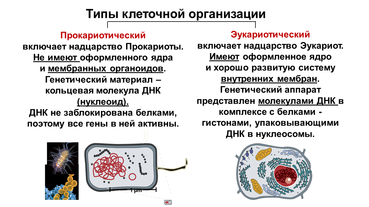 Бактерии эукариотические организмы. Типы клеточной организации (прокариоты и эукариоты). Формы клеточной организации - эукариоты и прокариоты. Типы клеток эукариот. Тип клеточной организации прокариот.