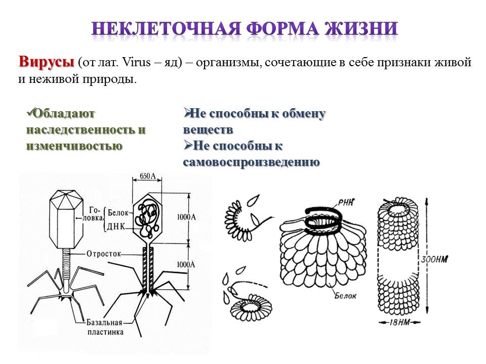 Вирусы форма строение. Вирусы неклеточные формы жизни строение. Биология неклеточные формы жизни вирусы. Неклеточные организмы вирусы. Вирусы неклеточная форма жизни кратко.