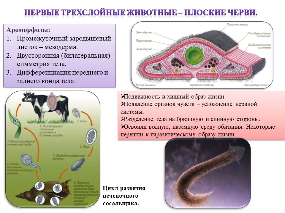 Чем представлены черви. Ароморфозы плоских червей. Ароморфозы типа плоские черви. Плоские черви трехслойные животные. Эволюция пищеварительной системы у плоских червей.